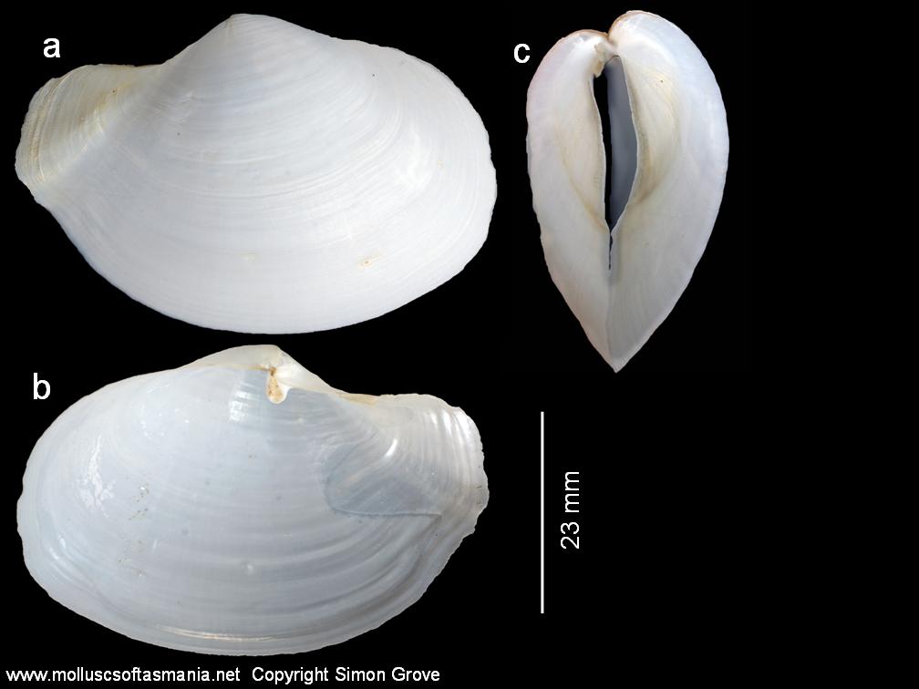 Представитель Семейства Periplomatidae